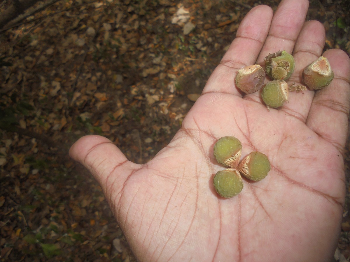 Sapindus trifoliatus L.